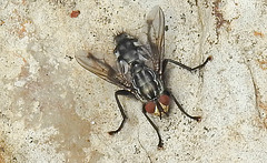 20230714 1955CPw [D~LIP] Graue Fleischfliege (Sarcophaga carnaria), Bad Salzuflen