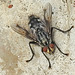 20230714 1955CPw [D~LIP] Graue Fleischfliege (Sarcophaga carnaria), Bad Salzuflen