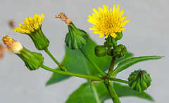 20230726 3193CPw [D~LIP] Kohl-Gänsedistel (Sonchus olraceus), BS