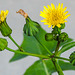 20230726 3193CPw [D~LIP] Kohl-Gänsedistel (Sonchus olraceus), BS