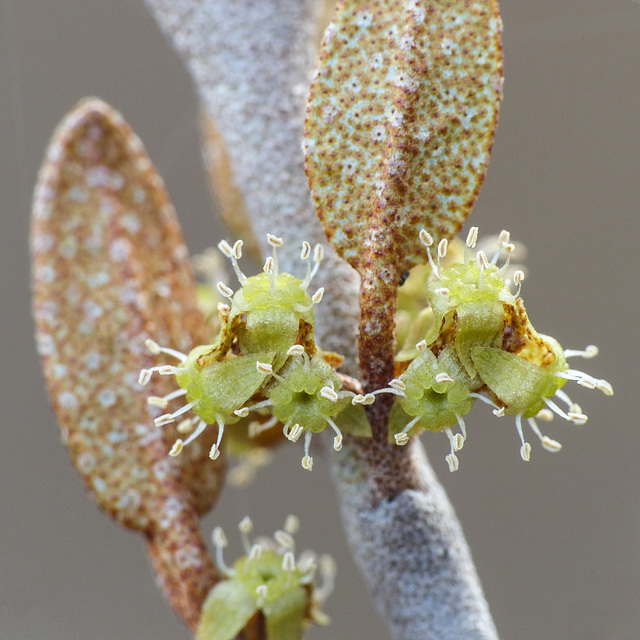 Canada Buffaloberry / Shepherdia canadensis