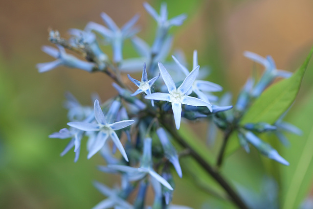 amsonia