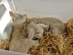 two more lambs