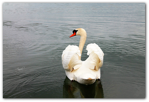 cygne tuberculé (voir notes)