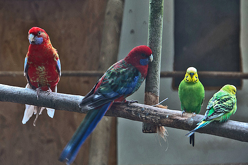 20160209 9931VRAw [D~LIP] Penantsittich (Platycercus elegans), Wellensittich (Melopsittacus undulatus), Voliere,  Landschaftsgarten, Bad Salzuflen