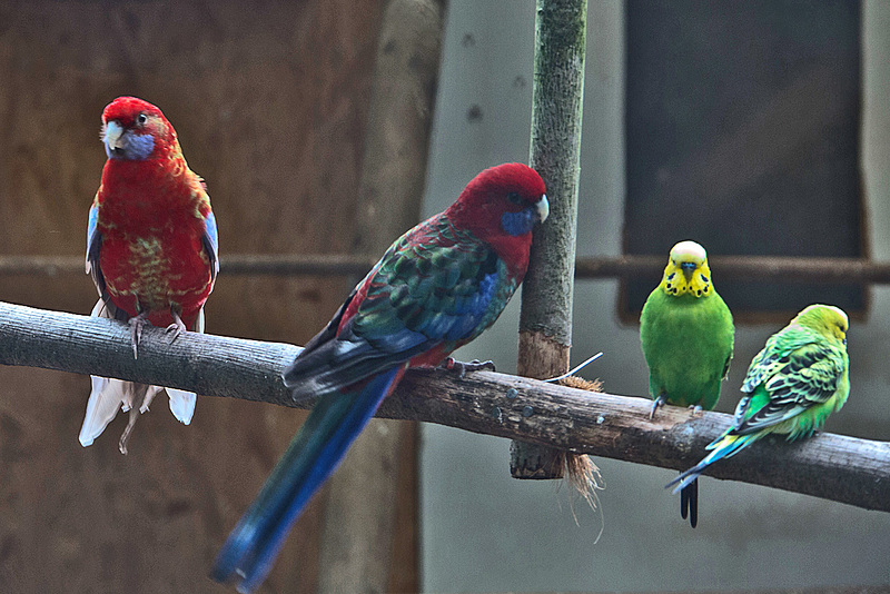 20160209 9931VRAw [D~LIP] Penantsittich (Platycercus elegans), Wellensittich (Melopsittacus undulatus), Voliere,  Landschaftsgarten, Bad Salzuflen