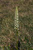 Spiranthes cernua (Nodding Ladies'-tresses orchid)