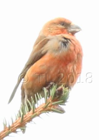 Male parrot crossbill