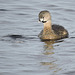 Pied-billed Grebe