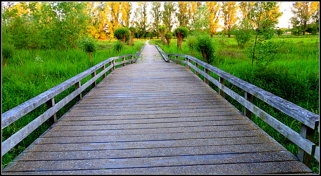 Wood Walk