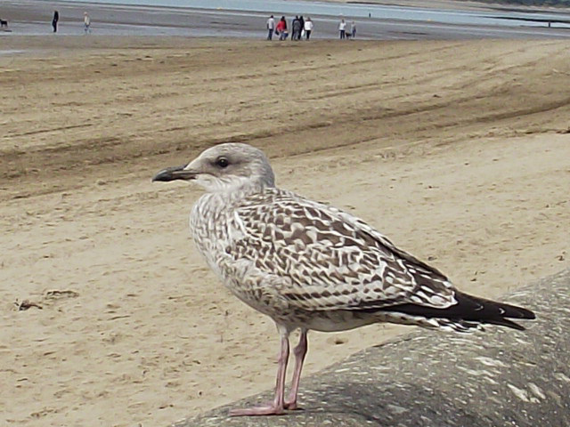 A very young chick who attached itself near us