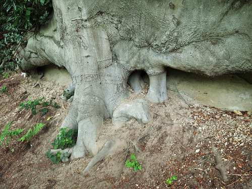 painshill park (67)