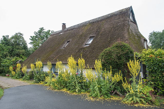 Den Eignern  liegen am Herzen insbesondere die Königskerzen