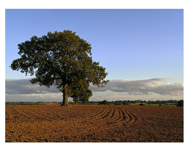 Trees in the landscape