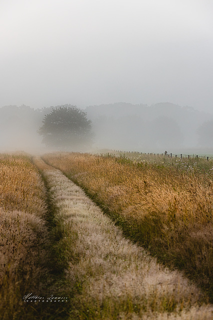 Morgennebel