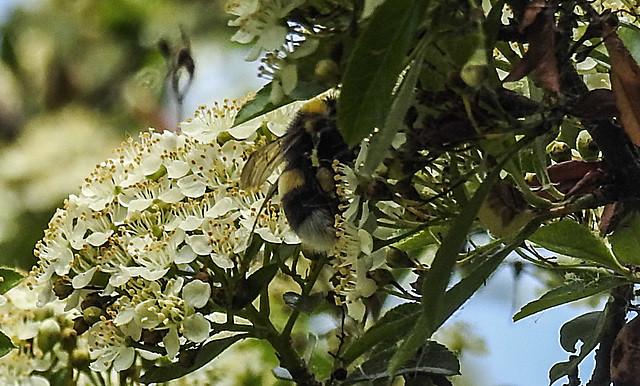 20200602 7987CPw [D~LIP] Feuerdorn, Hummel, Bad Salzuflen