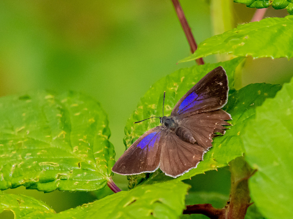 Purple hairstreak butterfly