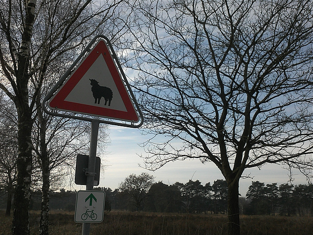 Achtung! Schafe kreuzen