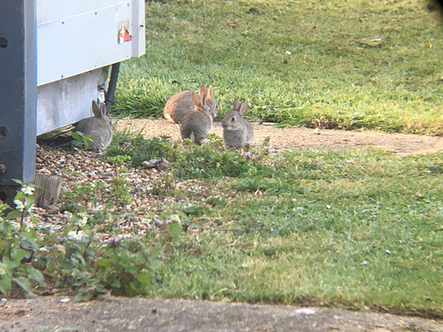 They're back - Baby Rabbits in the Garden