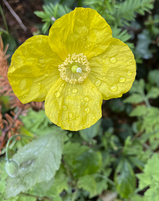 Hortus botanicus Leiden 5