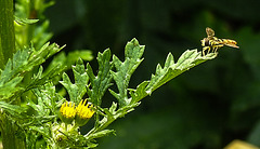 20230714 1956CPw [D~LIP] Jakobs-Greiskraut, Langbauchschwebfliege (Sphaerophorie scripta), Bad Salzuflen