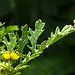 20230714 1956CPw [D~LIP] Jakobs-Greiskraut, Langbauchschwebfliege (Sphaerophorie scripta), Bad Salzuflen