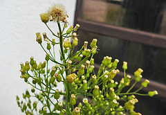 20230726 3194CPw [D~LIP] Kanadisches Berufkraut (Erigeron canadensis), BS