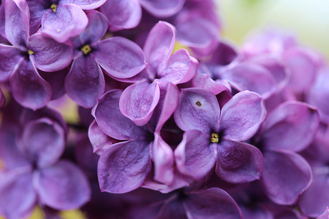 lilas