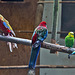 20160209 9932VRAw [D~LIP] Penantsittich (Platycercus elegans), Wellensittich (Melopsittacus undulatus), Voliere,  Landschaftsgarten, Bad Salzuflen