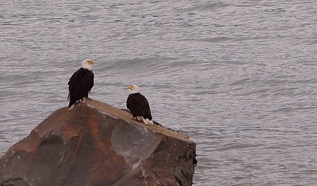 Eagles In Haines Alaska