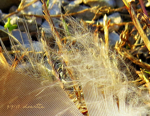 Feathers III