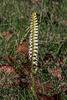 Spiranthes cernua (Nodding Ladies'-tresses orchid)