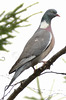 Wood pidgeon