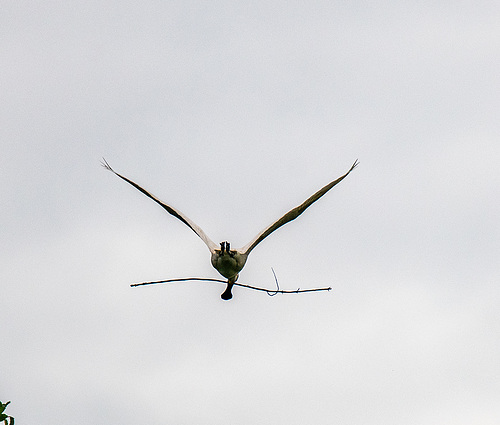 Spoonbill in flight