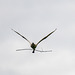 Spoonbill in flight
