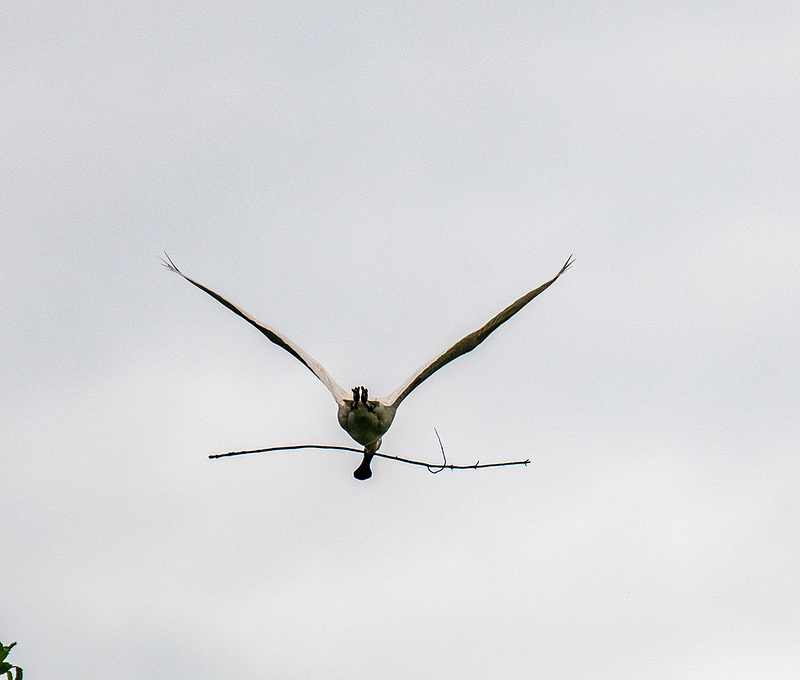 Spoonbill in flight