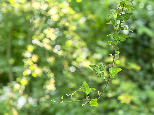 Trailing Ivy with Woodland Bokeh