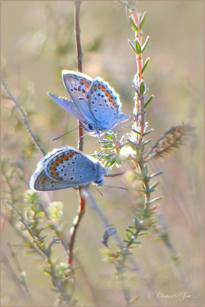 Silver-studded Blue ~ Heideblauwtjes (Plebejus Argus), males...