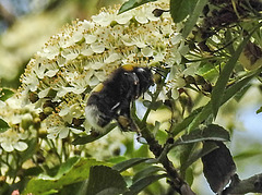 20200602 7988CPw [D~LIP] Feuerdorn, Hummel, Bad Salzuflen