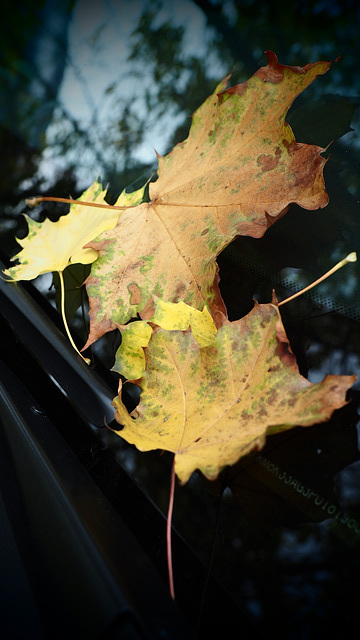 Autumn Leaves on my Windshield