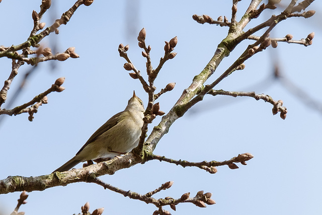 Chiffchaff