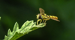 20230714 1957CPw [D~LIP] Jakobs-Greiskraut, Langbauchschwebfliege (Sphaerophorie scripta), Bad Salzuflen