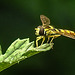 20230714 1957CPw [D~LIP] Jakobs-Greiskraut, Langbauchschwebfliege (Sphaerophorie scripta), Bad Salzuflen