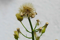 20230726 3195CPw [D~LIP] Kanadisches Berufkraut (Erigeron canadensis), BS