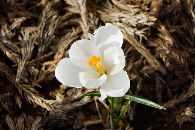 Weißer Krokus im Garten