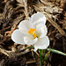 Weißer Krokus im Garten