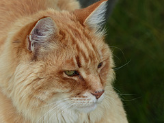 Lynn's cat at Marsland Basin