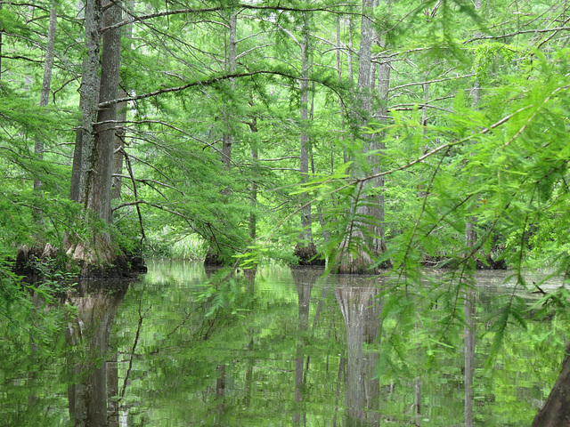 Baldcypress swamp - Bluff Lake
