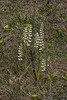 Spiranthes cernua (Nodding Ladies'-tresses orchid)