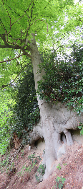 painshill park (68) stitch